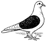 Hier geht's zu den Thüringer Farbentauben 2008 ...