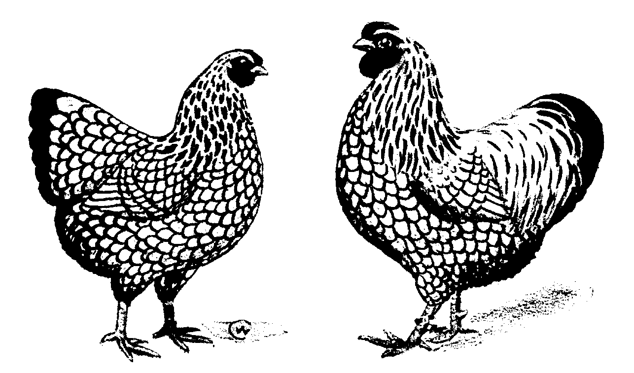 Hier geht's zur Lokalschau 2010 ...